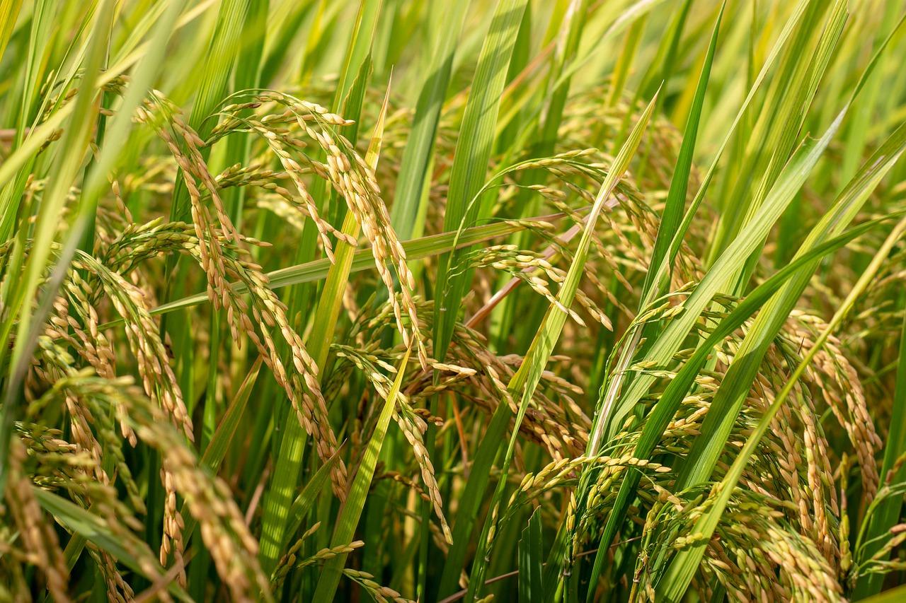 3. 亩产桑叶标准