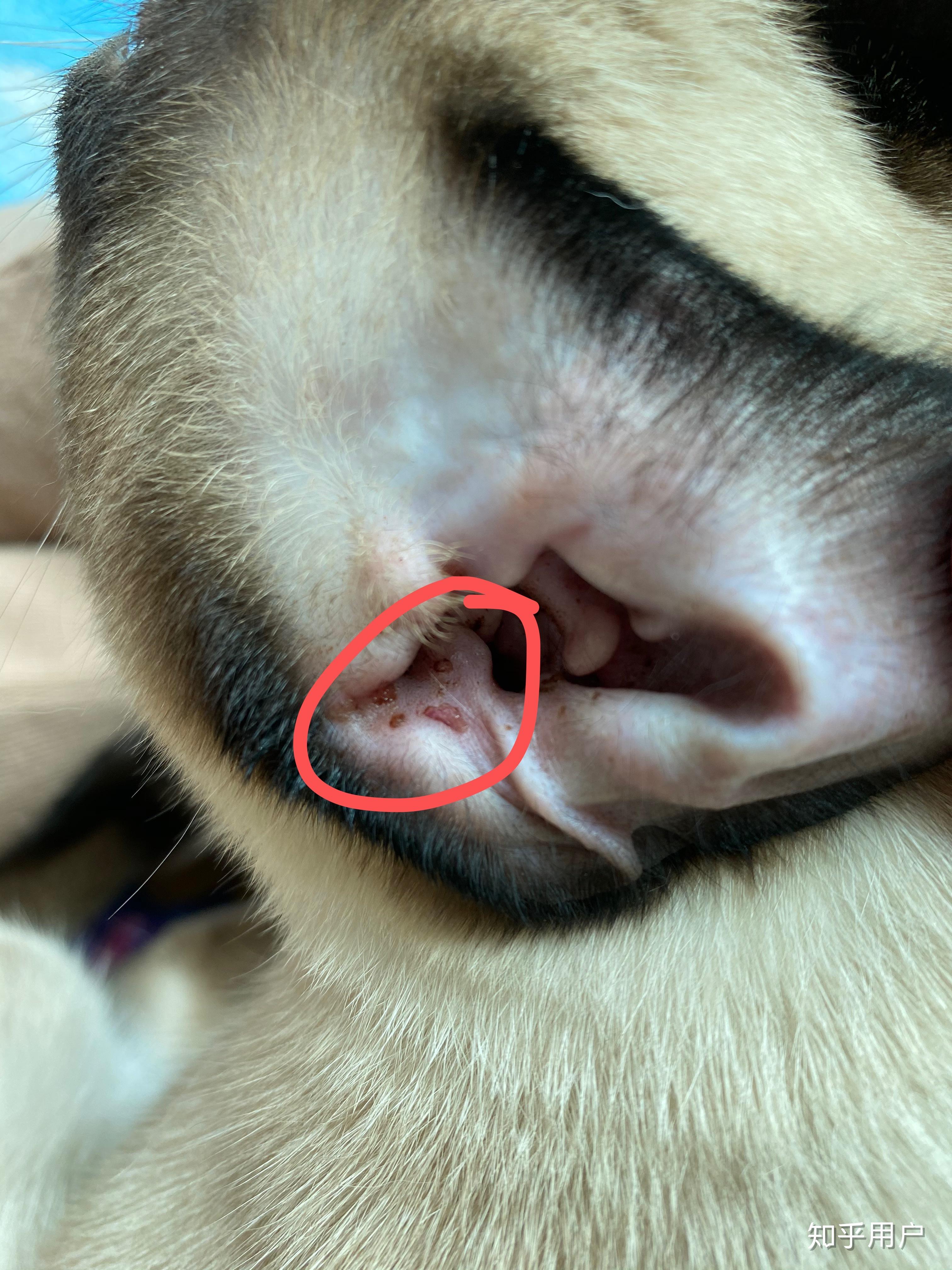 刚买回来的猫咪有耳螨,帮忙看看严重么,怎么治疗啊?