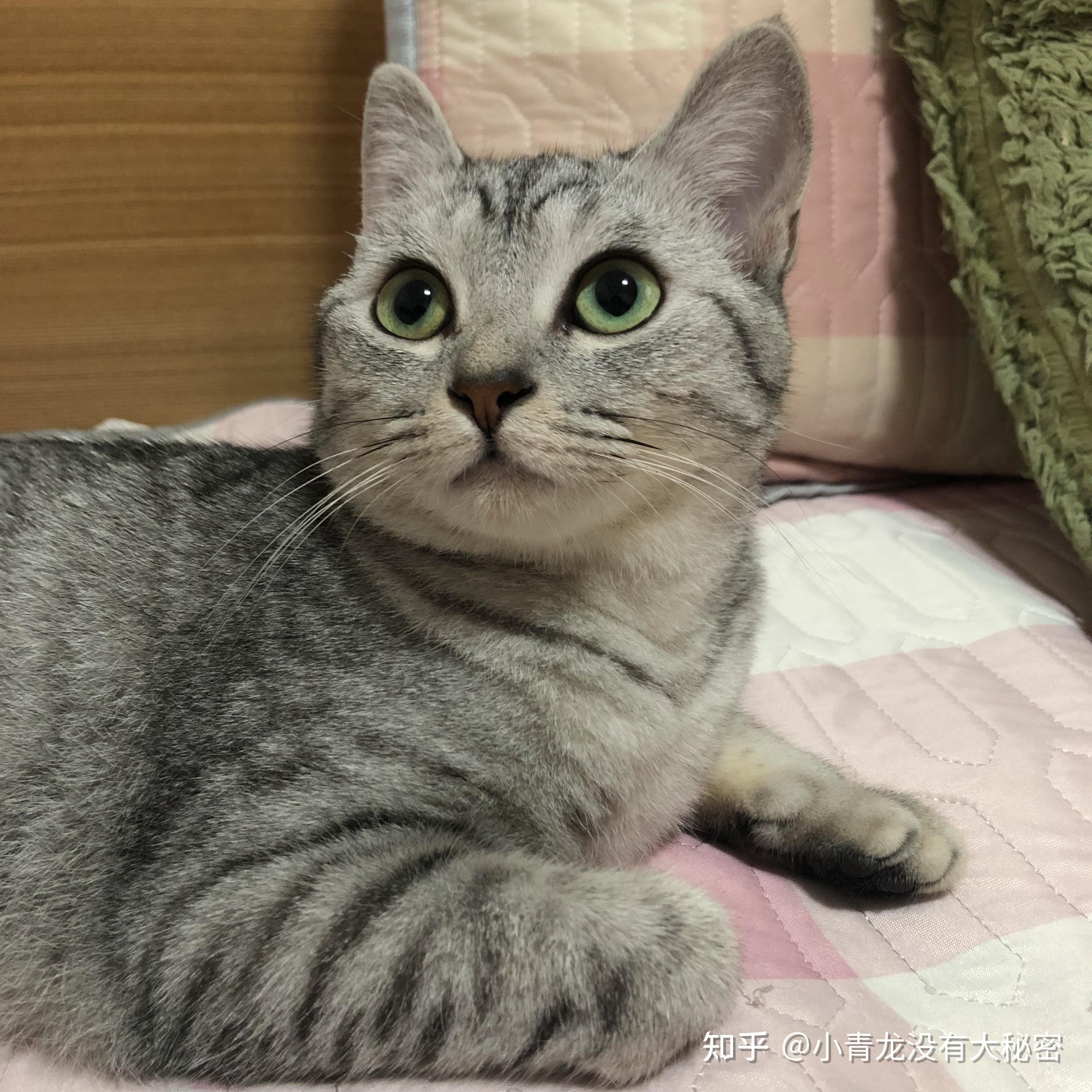 美短5个月眼睛还会变颜色吗现在瞳孔周围一圈绿色最近才有的这一圈会