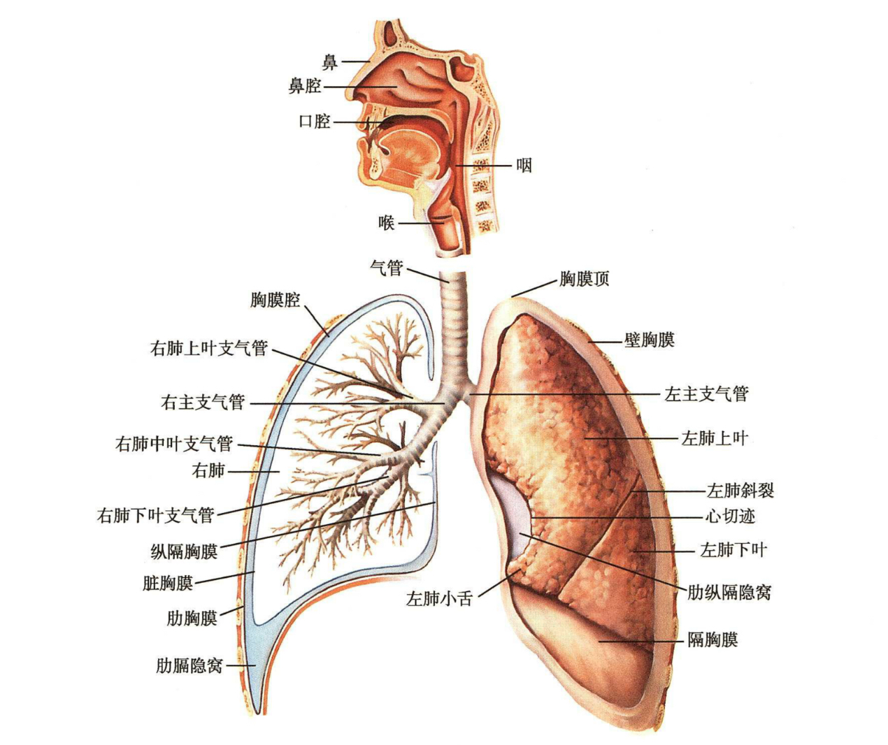 呛到气管的食物残渣会不会慢慢进到肺里?