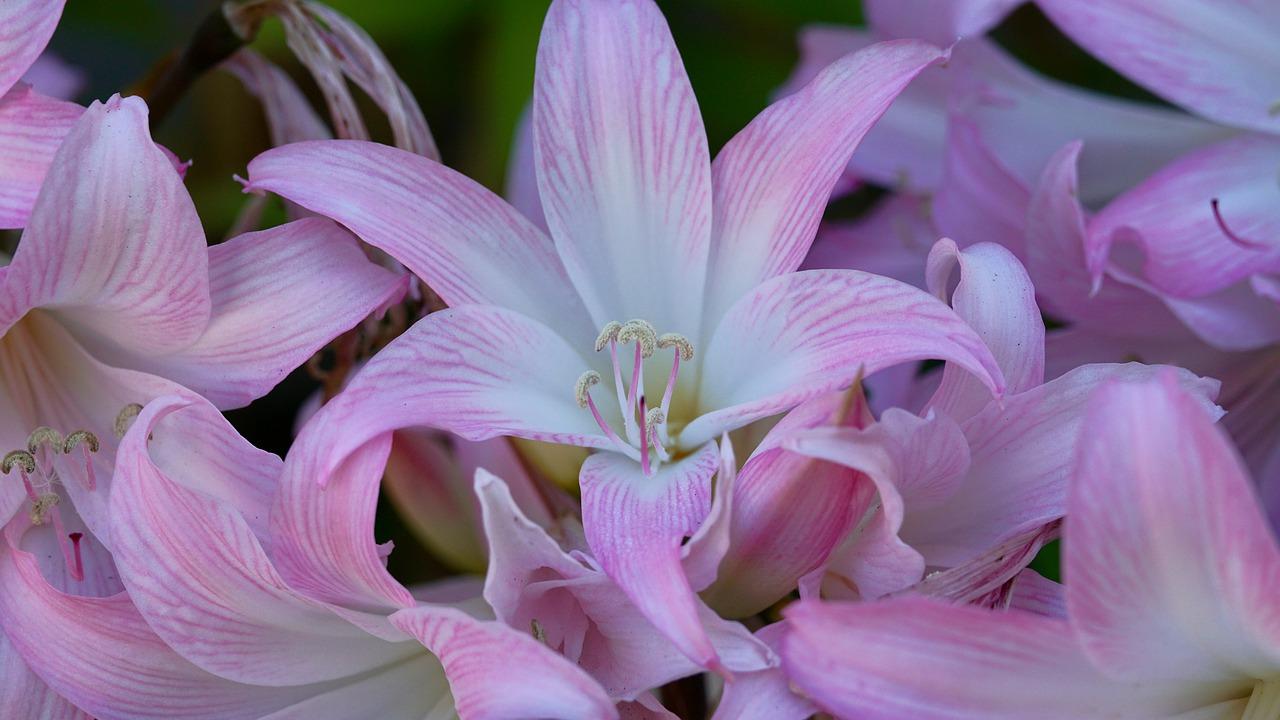 绯花玉如何授粉