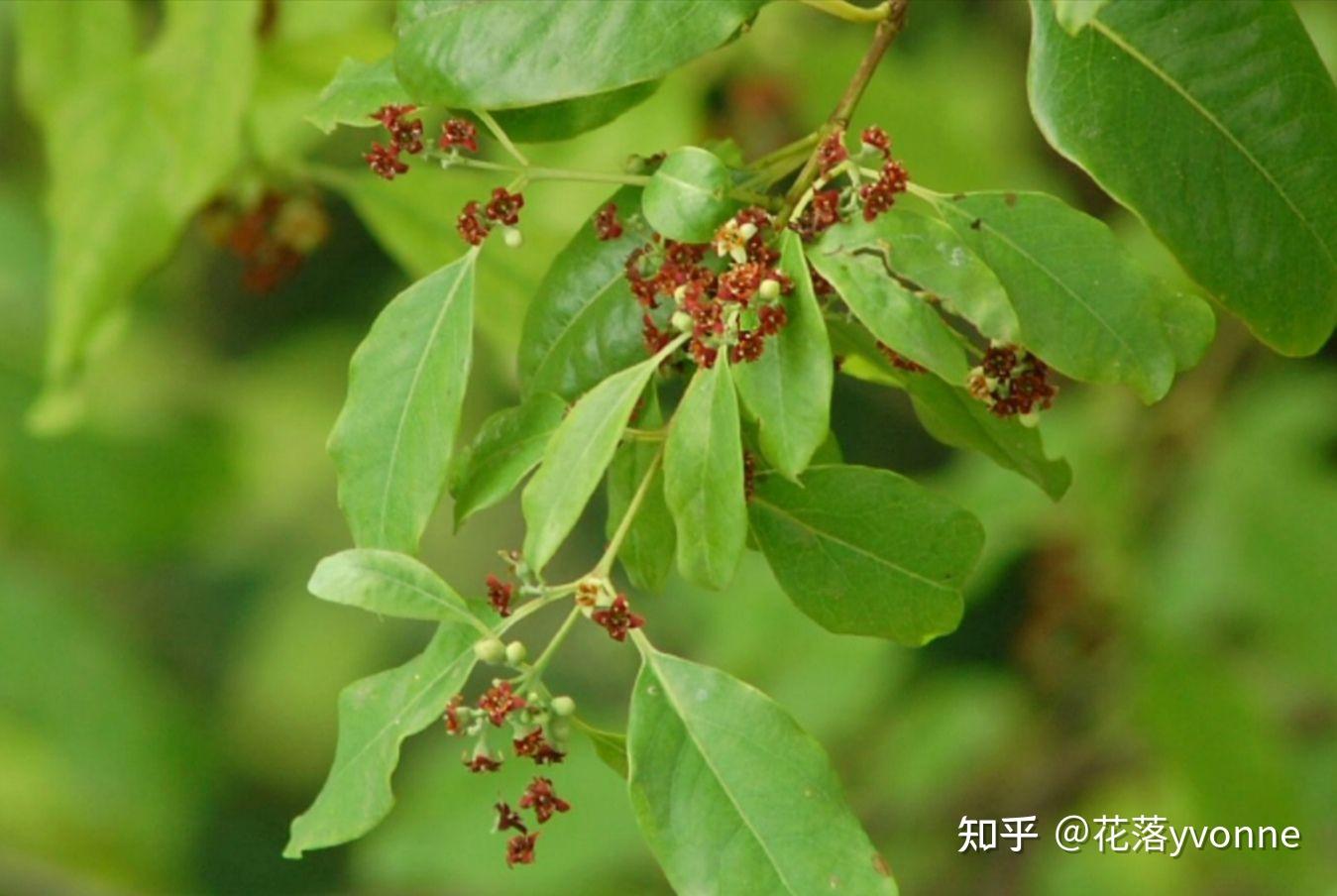 为什么檀香树旁非要种上别的植物? - 知乎