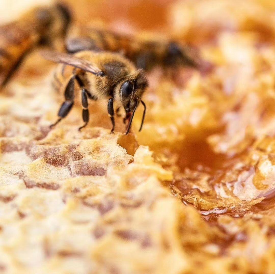 如何招蜜蜂筑巢