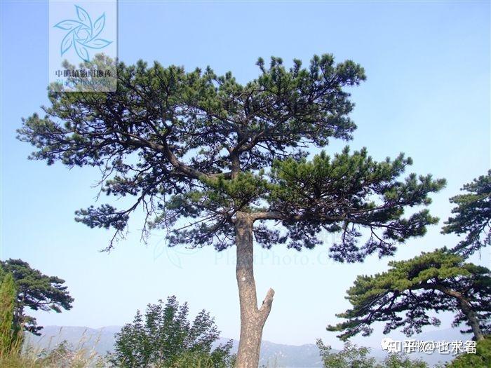 100个最美的植物中文学名 - 知乎