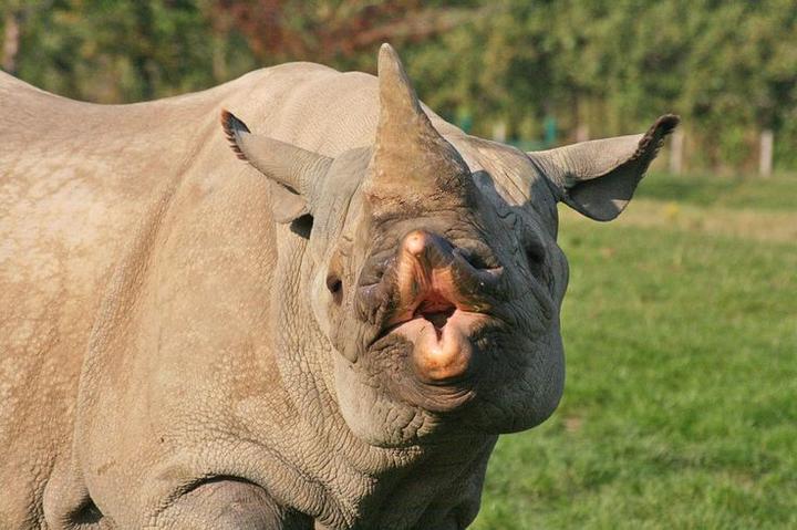 为什么动物进化不出皮甲？