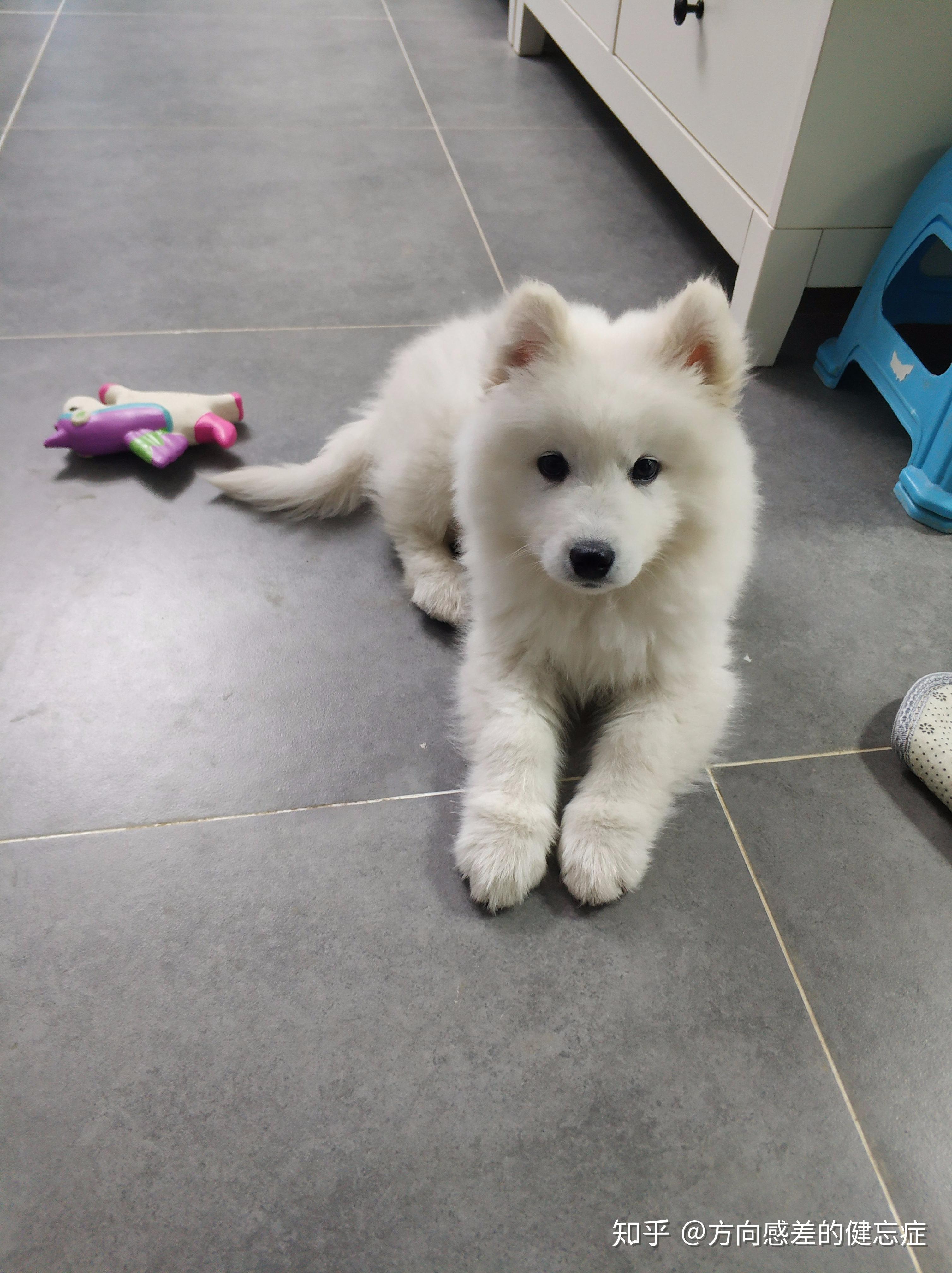 买了四个多月的萨摩体重才六斤多看着像是银狐卖家