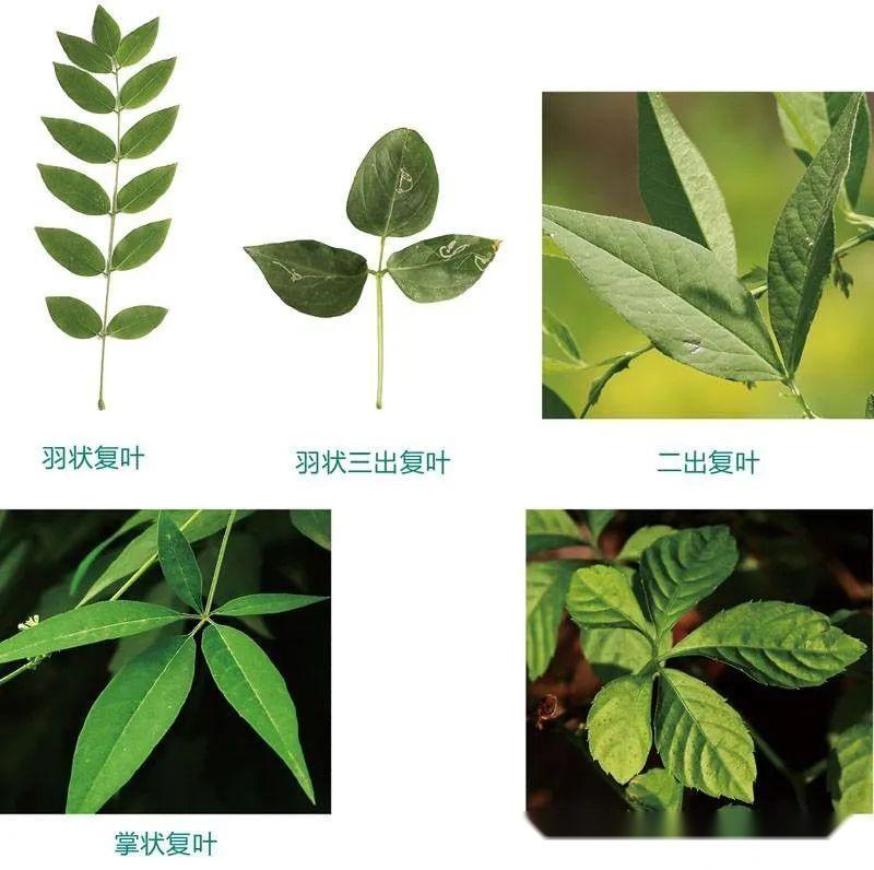 植物分类术语图解及分类方法 - 知乎