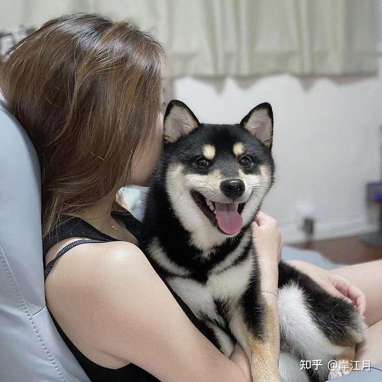 如何购买一只优秀的黑柴,黑柴价格目前是多少? - 知乎