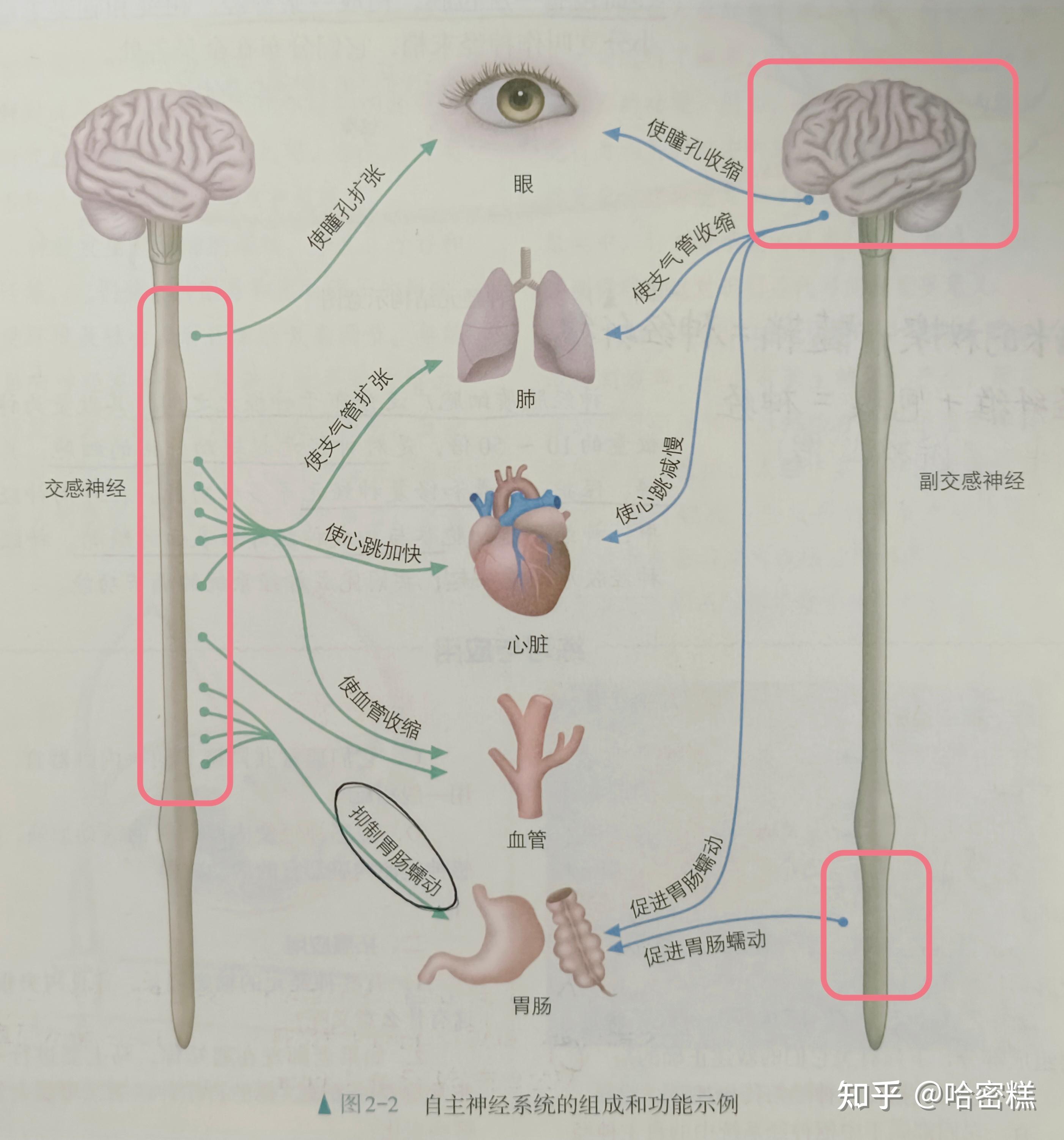 交感神经、副交感神经是脊神经还是脑神经? - 知乎