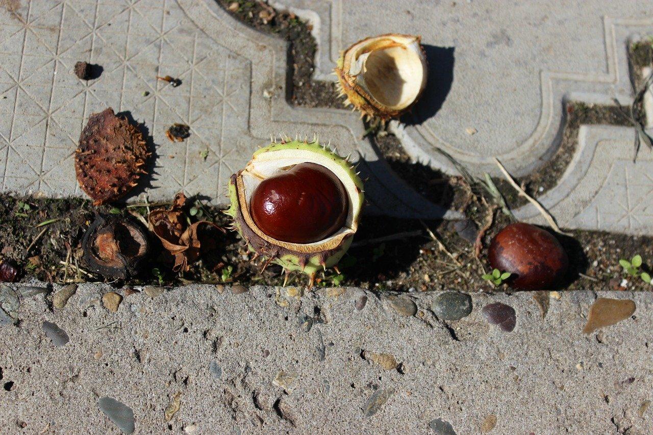 重庆核桃多少钱一斤