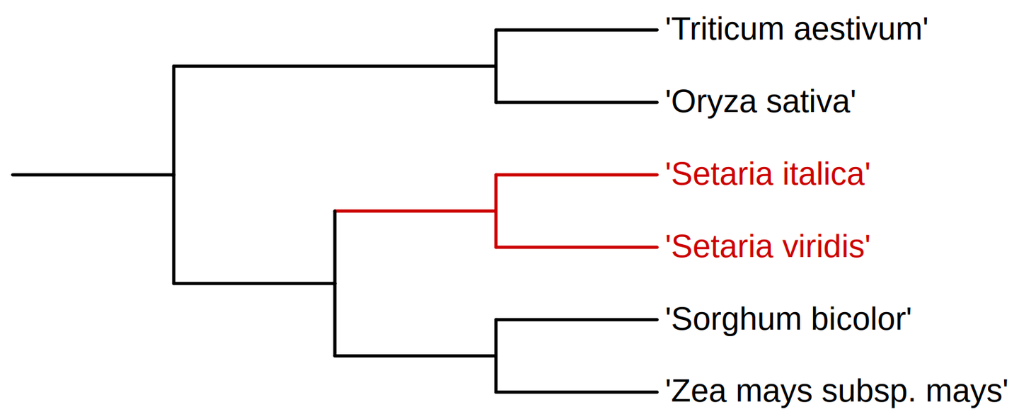 物种之间进化树构建 - 知乎