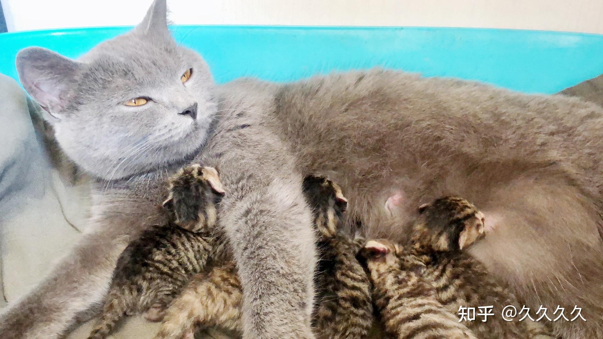 和一只公蓝猫生出来的宝宝怎么全是有花纹的是有那种虎斑纹比较均匀?