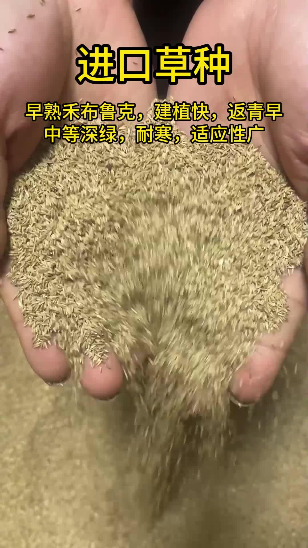 草坪种子早熟禾的外观是这个样子的