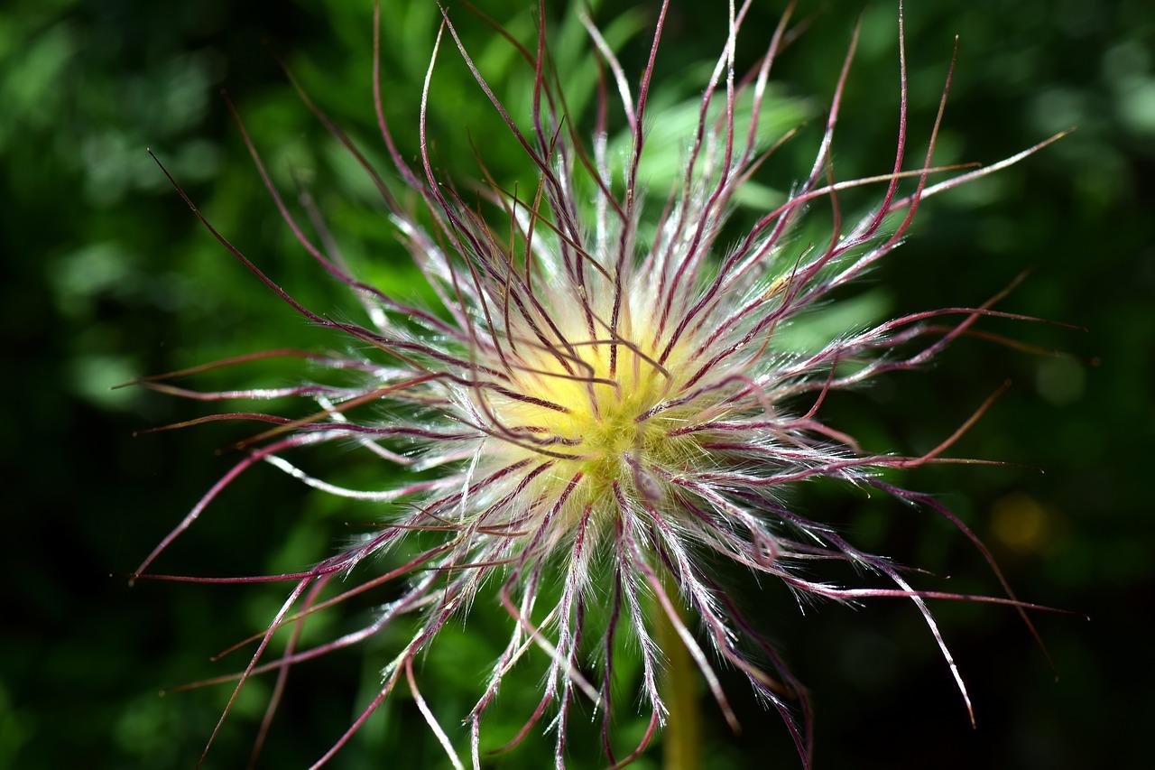 3. 金钱草播种时间