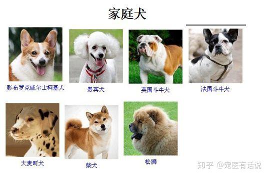 犬品种你知多少？ - 知乎