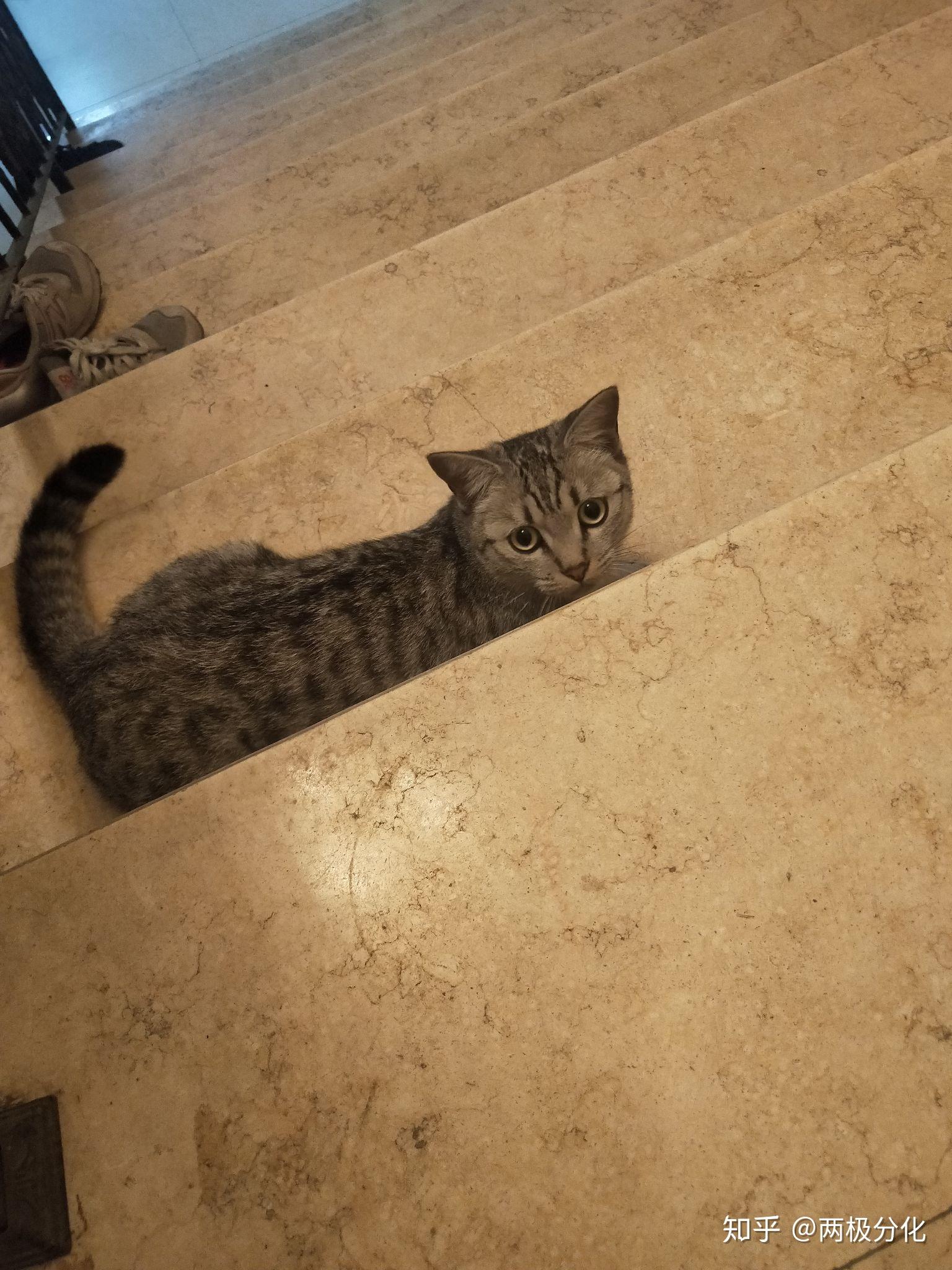 这个是不是美短,鱼骨纹美短?