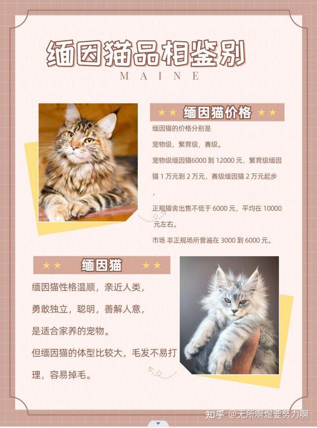 缅因猫幼崽的品相该怎么鉴别