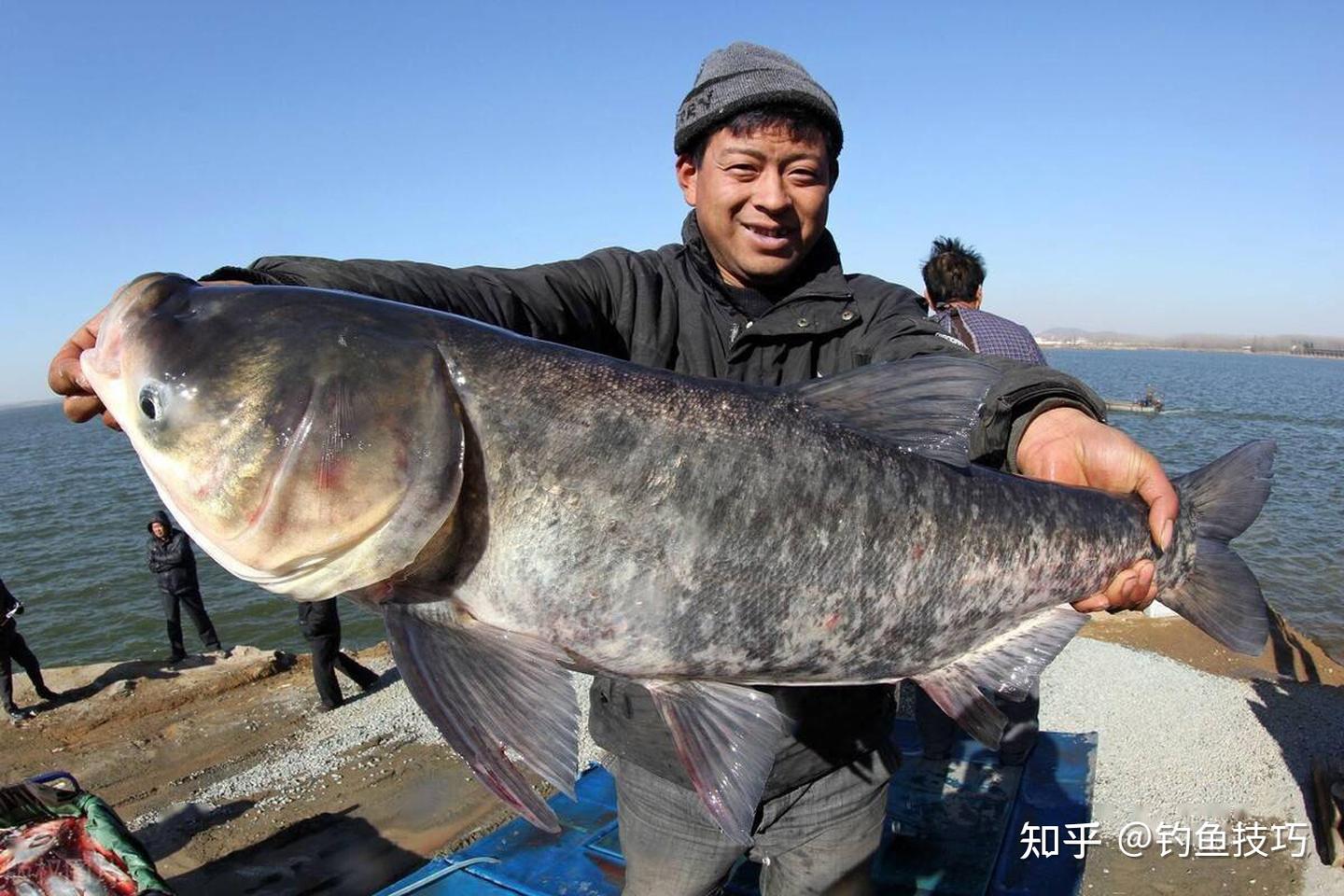 冬季如何才能钓到鲢鳙?冬钓鲢鳙的5个要领 - 知乎