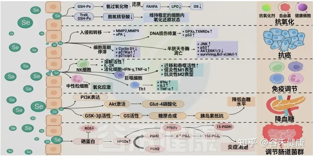 硒的生理功能、缺乏危害,与肠道微生物群的互作及补充策略 - 知乎