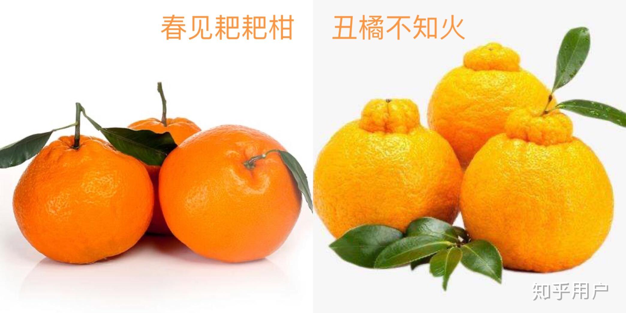 最新出来的耙耙柑和丑橘到底是不是一个东西? - 知乎