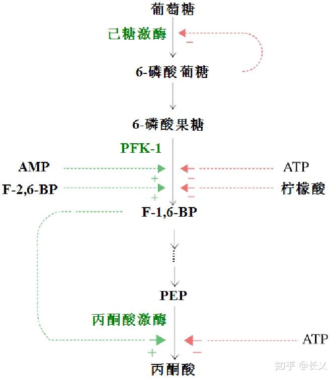 糖代谢过程图片