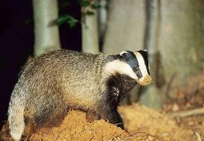 狗獾林地里的贵族