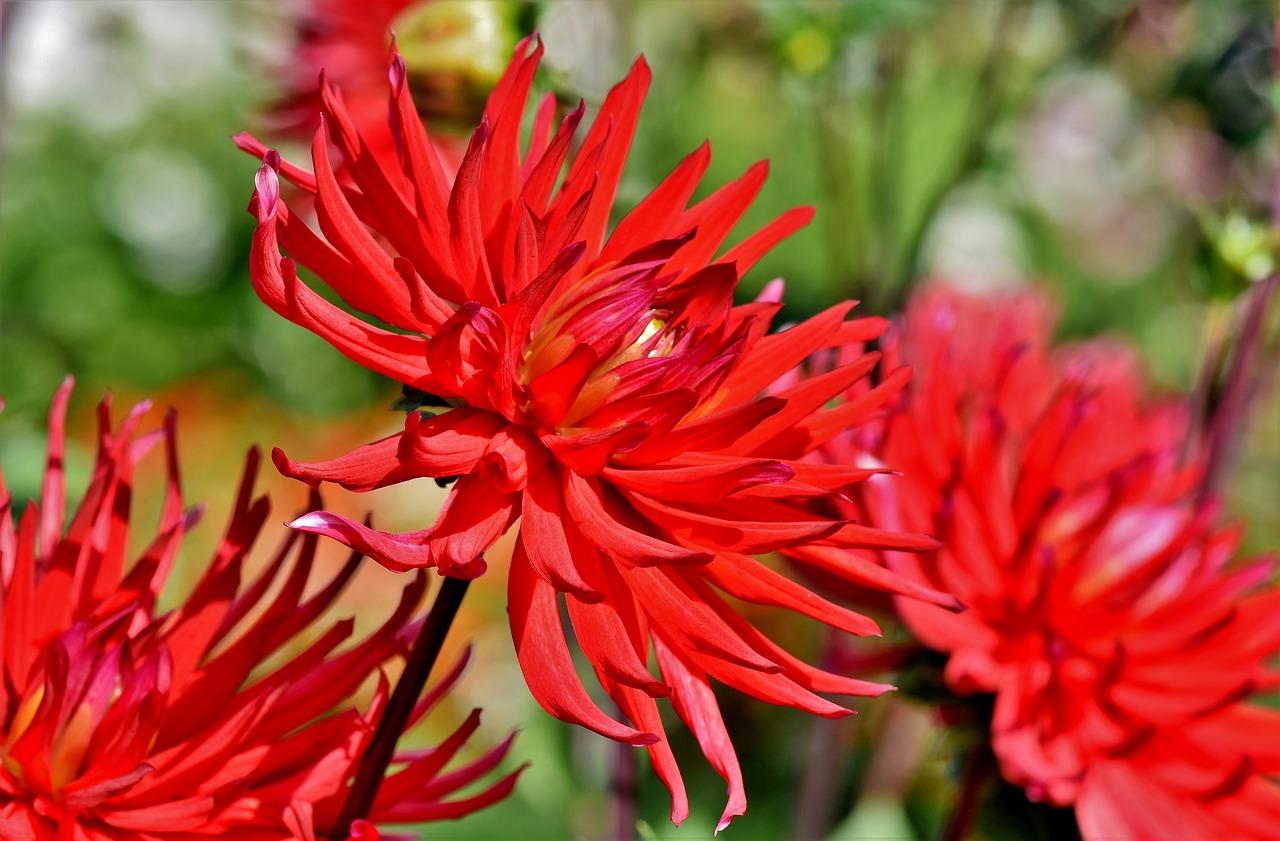 蜀葵花期多少天