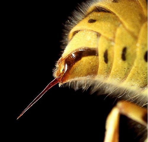 马蜂尾部的螫针(赵力摄).