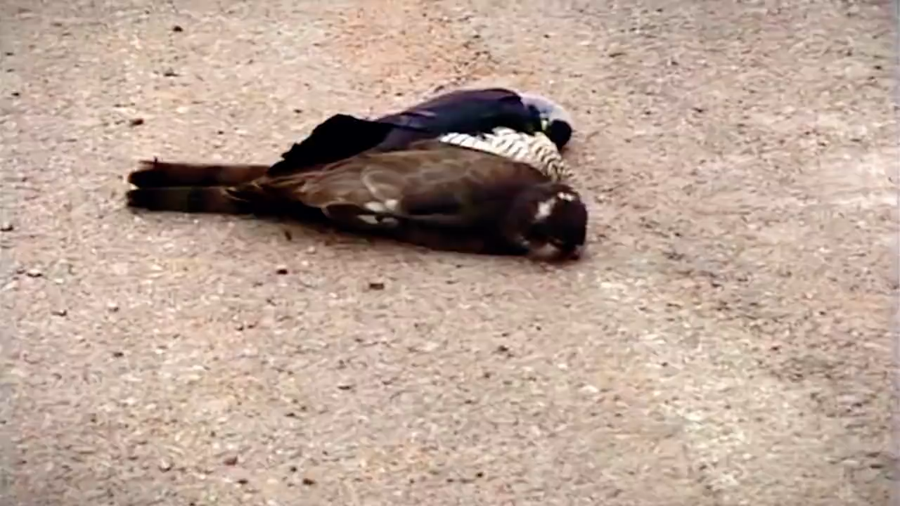 乌鸦和老鹰打架谁更厉害?