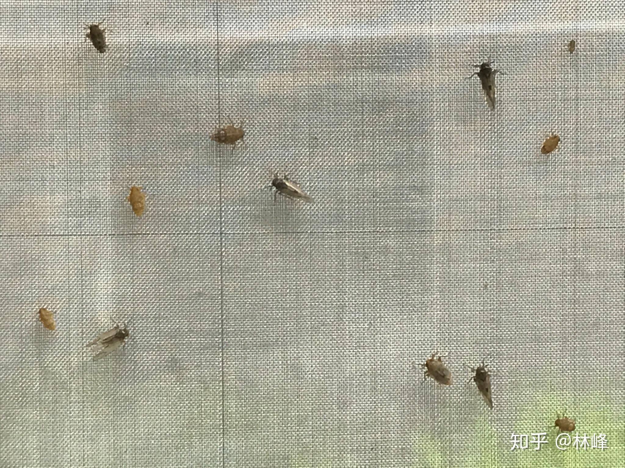 怎么快速判断灰飞虱和褐飞虱? - 知乎