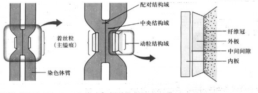 高中生物如何区分着丝粒和着丝点