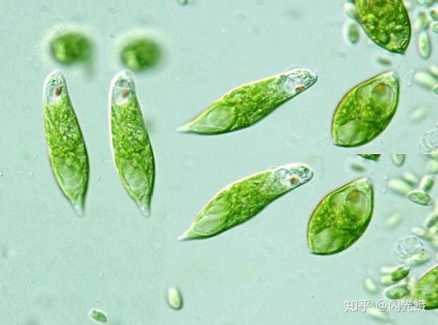 请问普通动物细胞和普通高等植物细胞的区别是什么