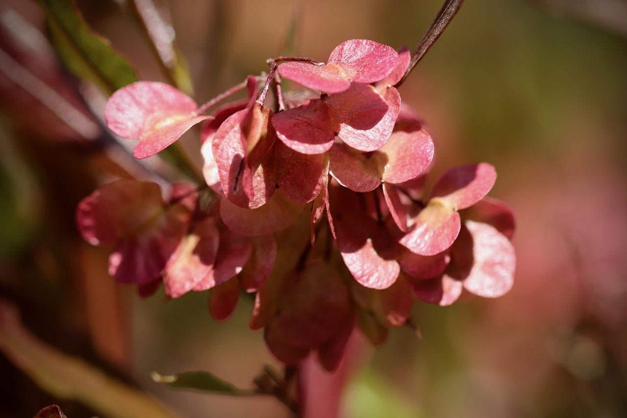 为什么竹节海棠掉叶子