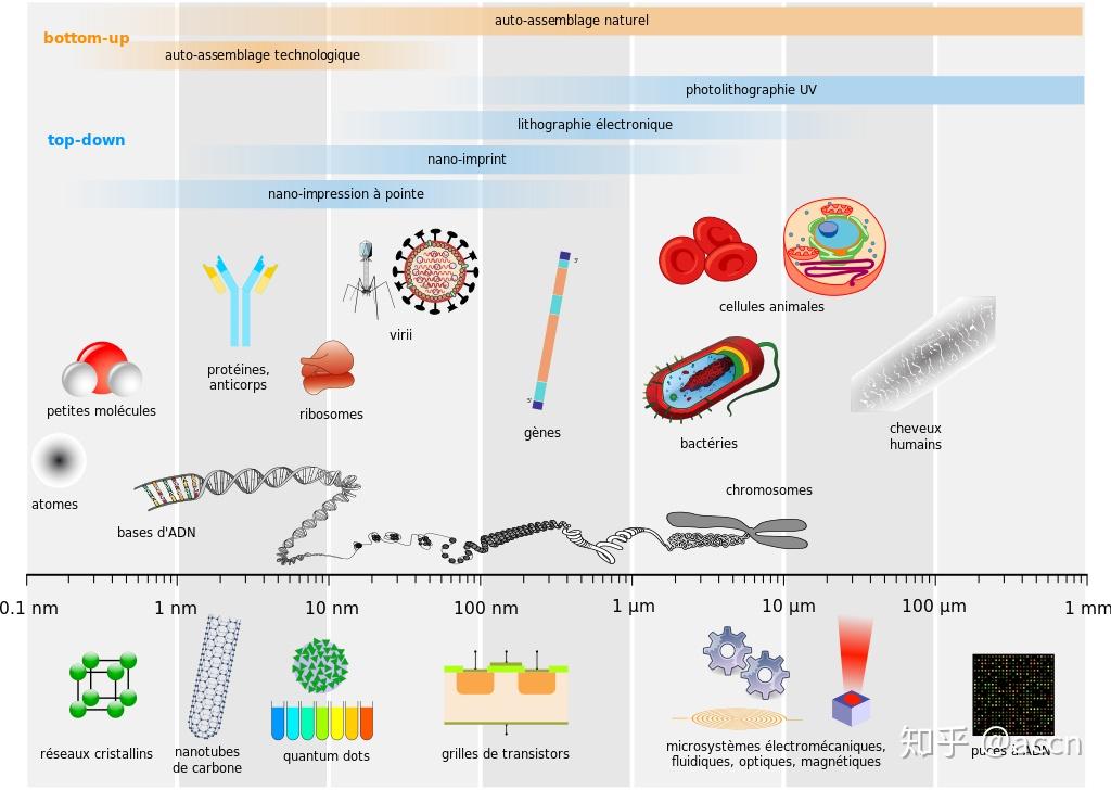 细菌,细胞,细胞核,dna,病毒,分子,原子的大小分别是什么数量级的?