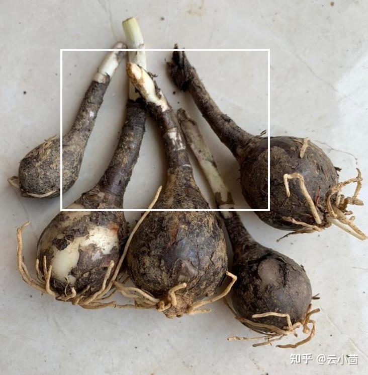 怎么区分郁金香,水仙,石蒜,曼珠沙华种子? - 知乎