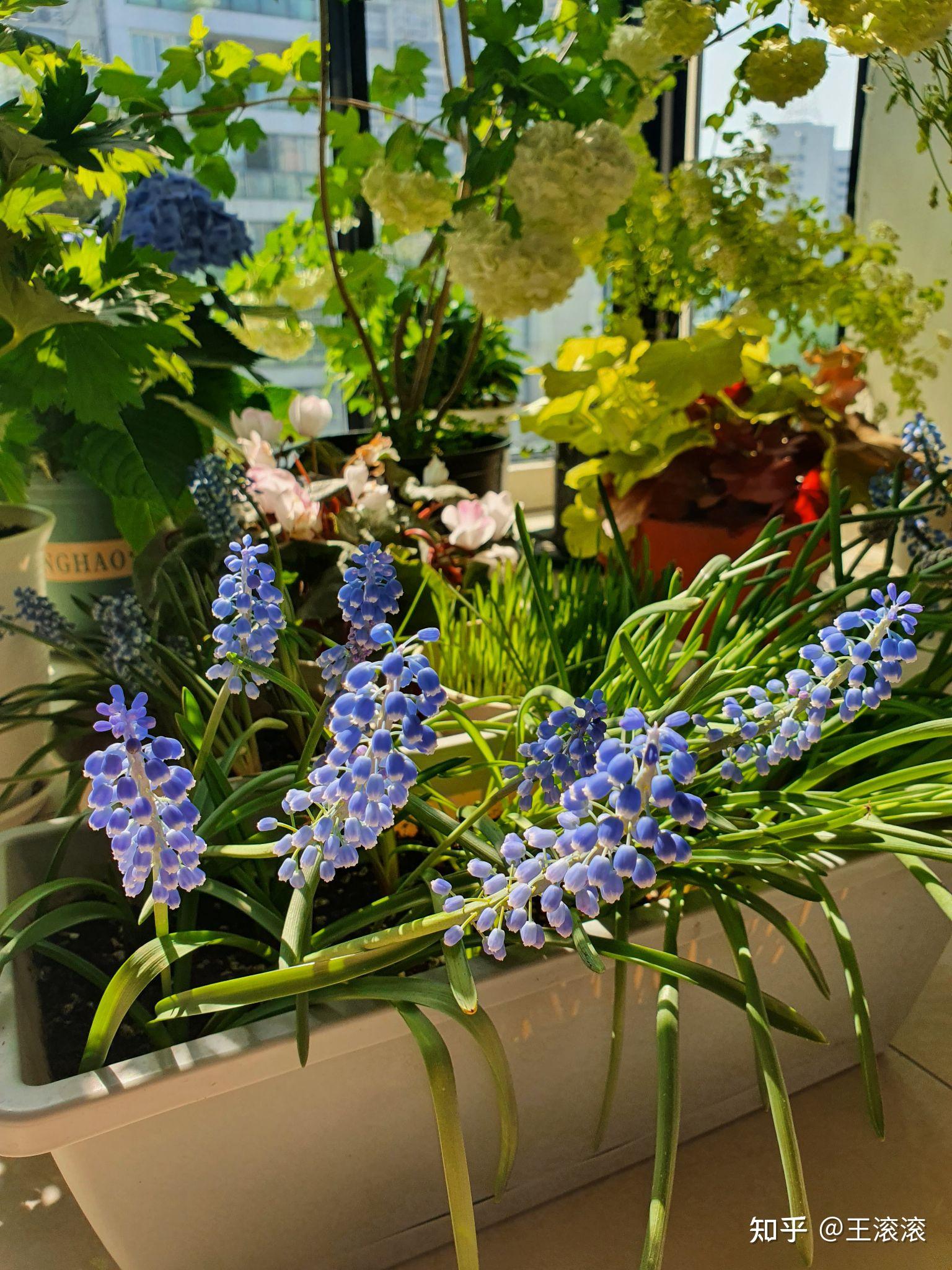 阳台和室内养花求推荐些貌美的花花草草好嘛