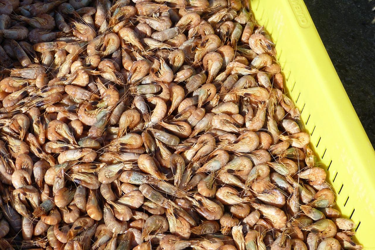 北戴河什么螃蟹好吃