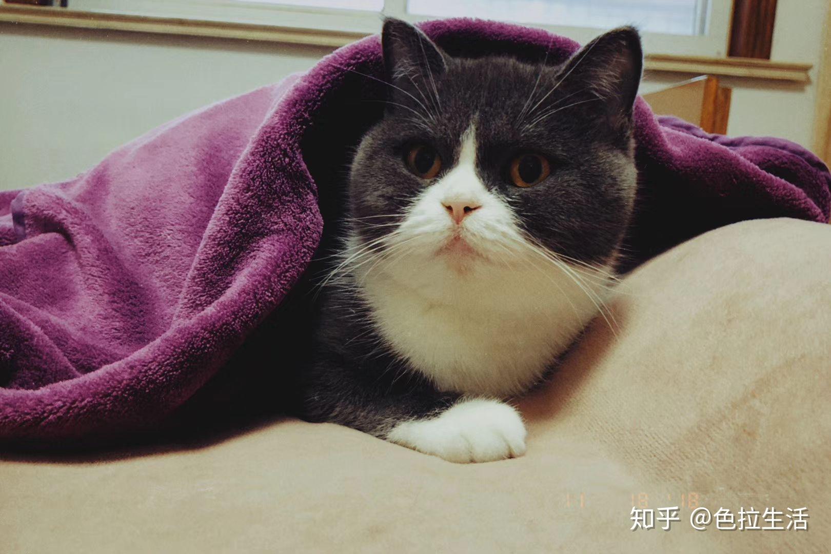 如何安抚一只发情的小母猫? - 知乎