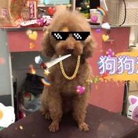 Zhihu profile picture for @pjji