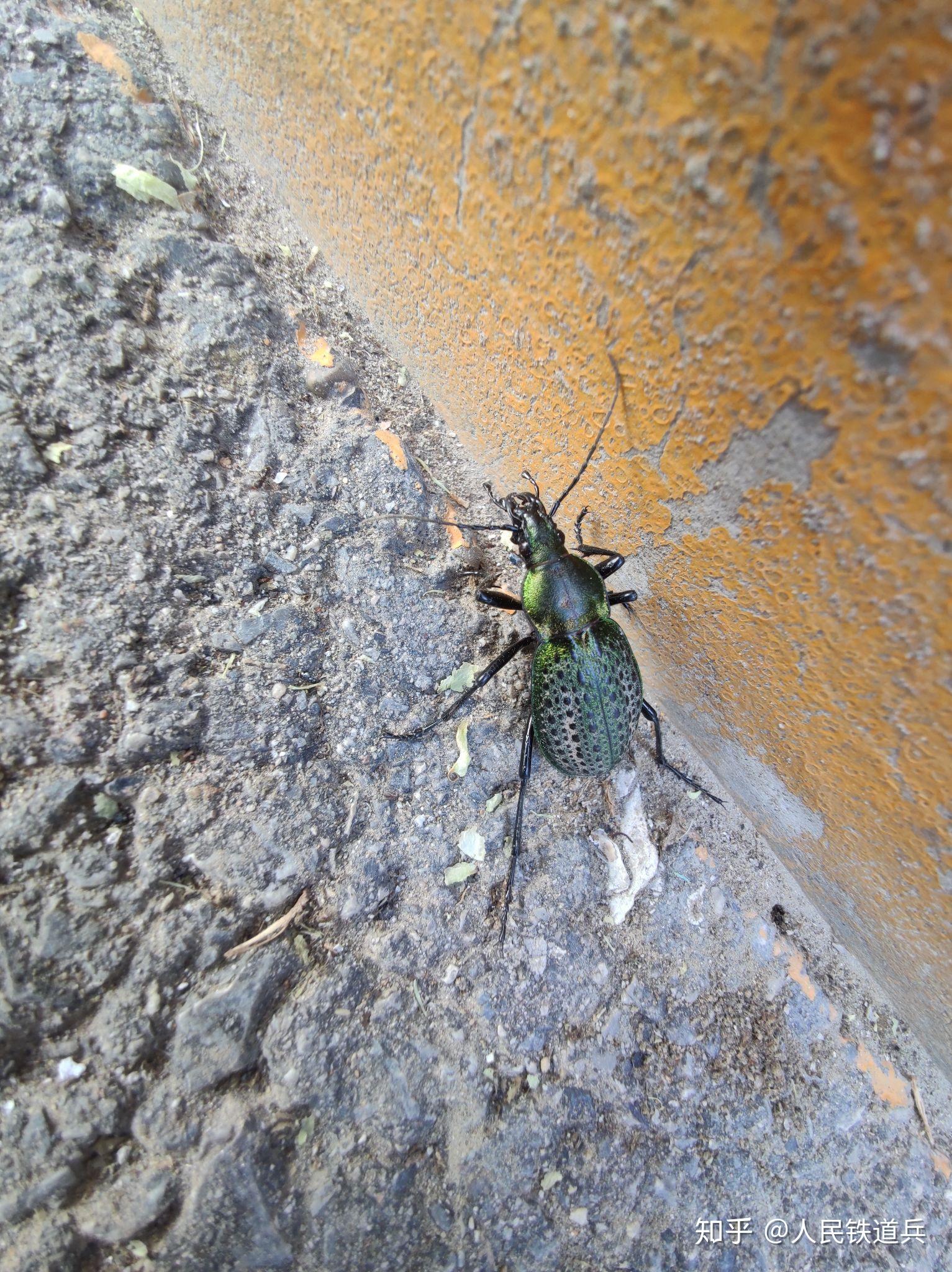 这是什么甲虫硬壳无翅膀