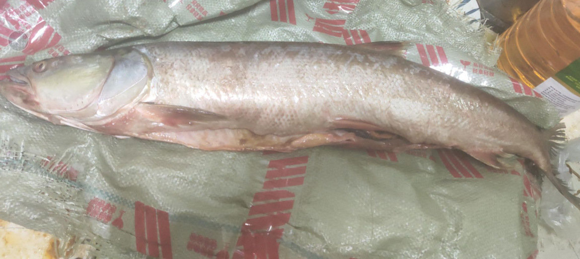 鳡鱼肉怎么做好吃