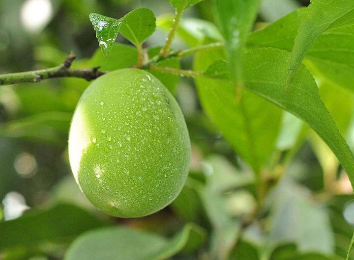 天然绿色保健食品——青梅 - 知乎