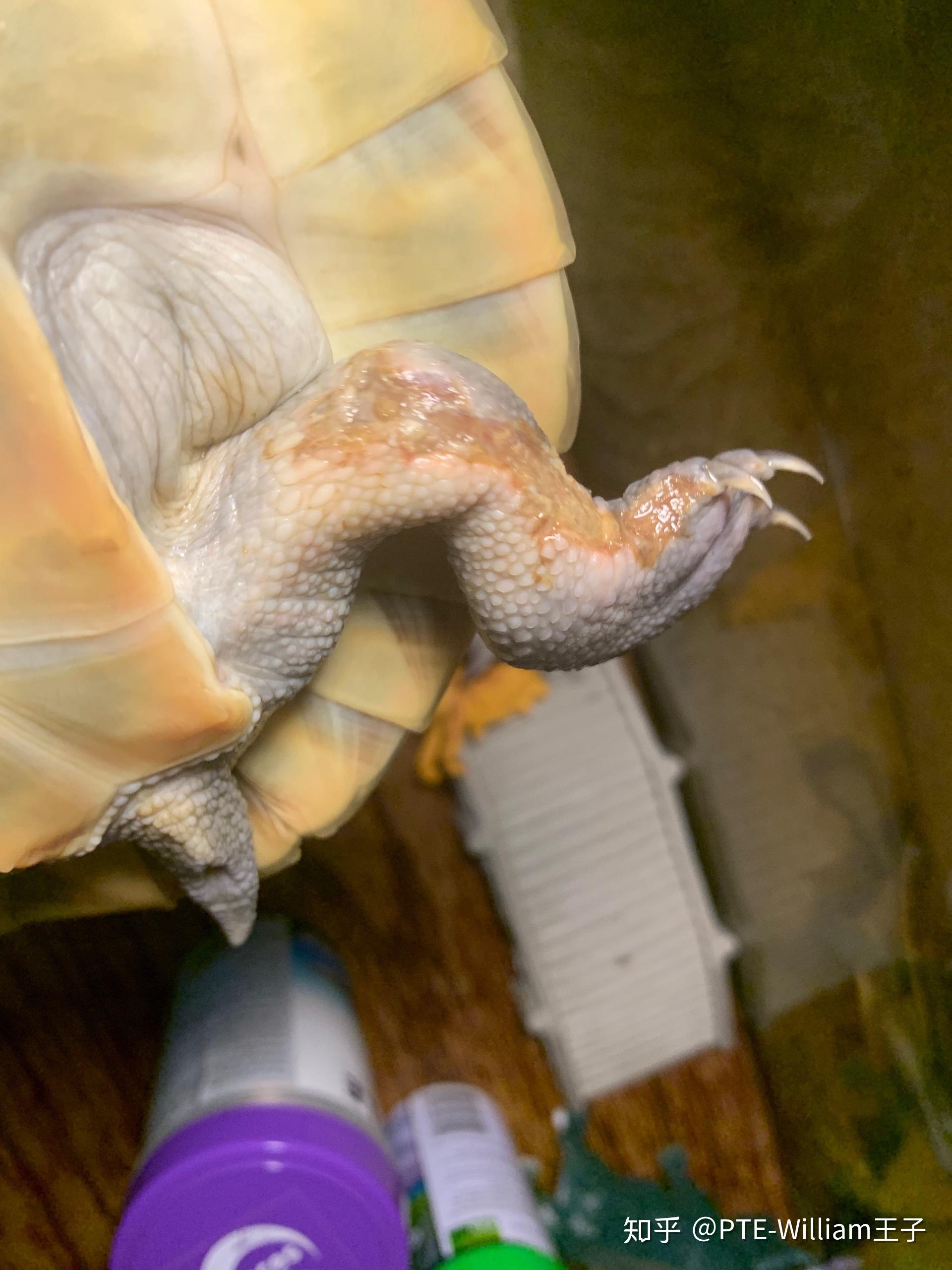 这是腐皮乌龟怎么办要单养吗