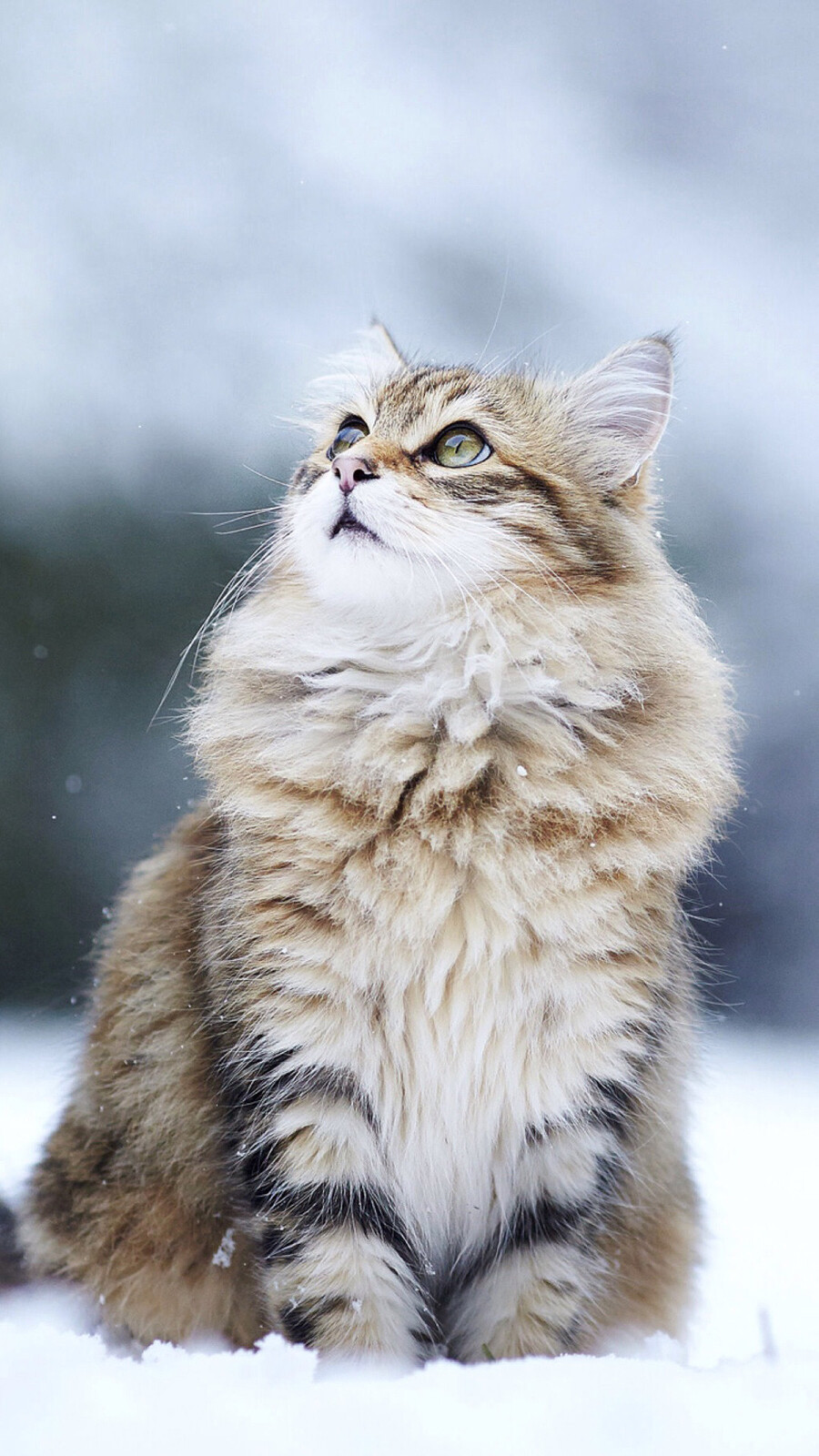 可以给我看看你们的猫咪壁纸/屏保/桌面吗? - 知乎