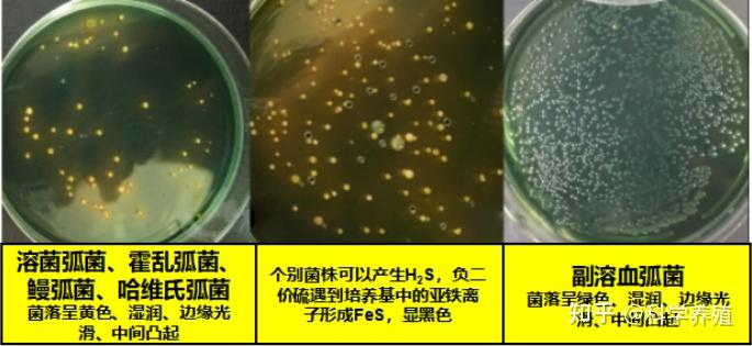你把弧菌当专家，弧菌就把你当傻瓜！一文带你认清“弧菌”真面目~ - 知乎