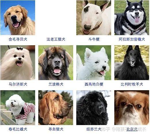 狗狗们的品种图鉴 - 知乎