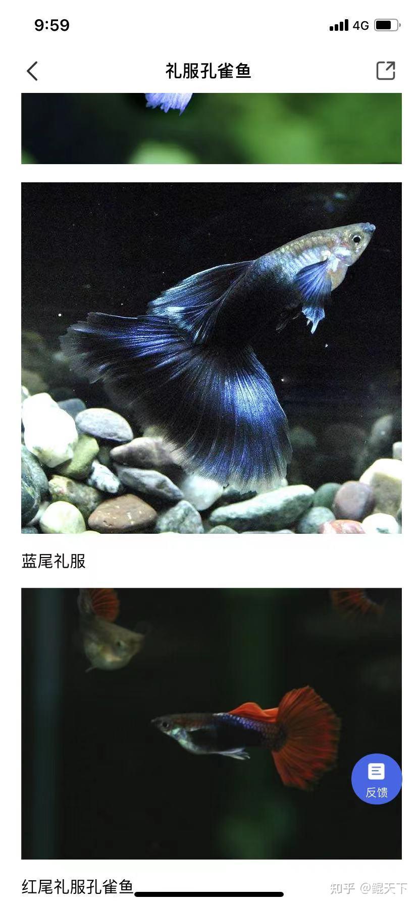 這個是冰藍孔雀魚嗎