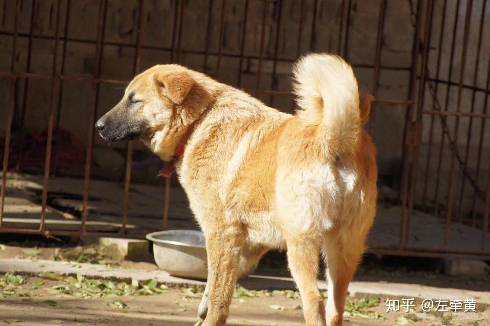 太行犬，我们无言的伙伴，它将何去何从？ - 知乎