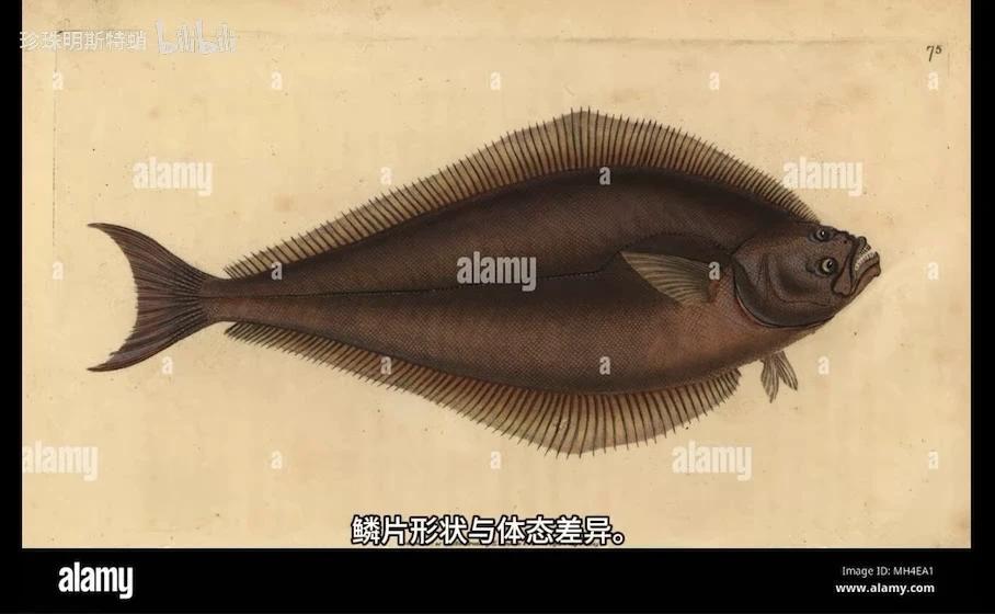 你可能吃过的“巨型比目鱼” 最大鲽形目-庸鲽属的简单介绍 - 知乎