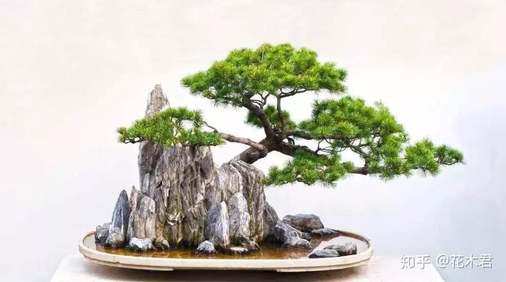 水石 鑑賞石 飾石 天然石 自然石 岩石 置物 盆景 盆石 木製台座付 9.5